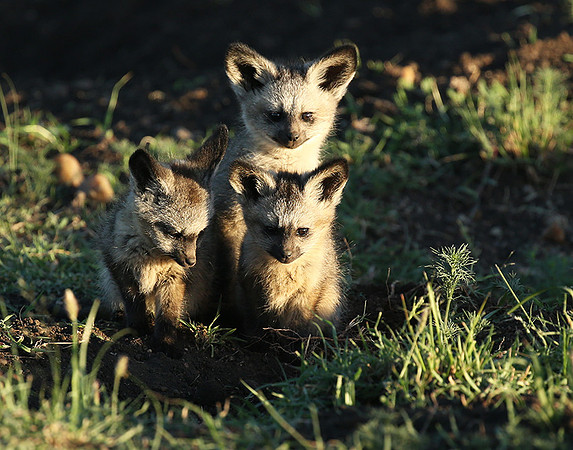 Bat-eared fox cubs - Masaï Mara
