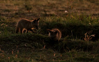 Bat-eared fox cubs - Masaï Mara