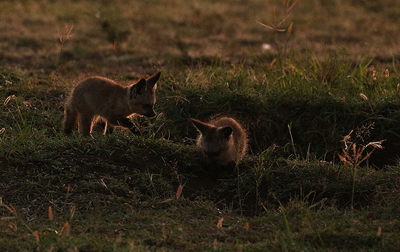 Bat-eared fox cubs - Masaï Mara