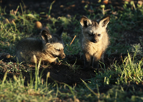 Bat-eared fox cubs - Masaï Mara
