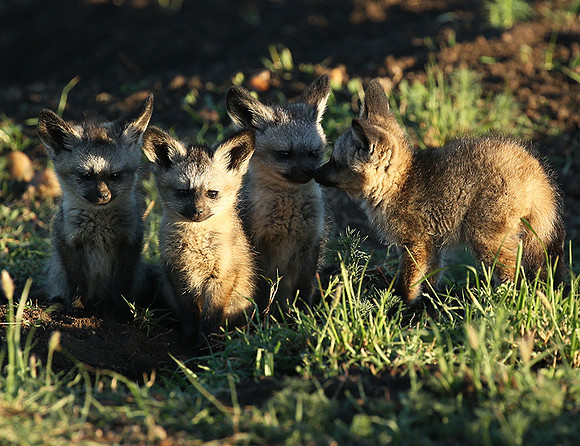 Bat-eared fox cubs - Masaï Mara