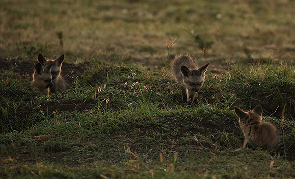 Bat-eared fox cubs - Masaï Mara