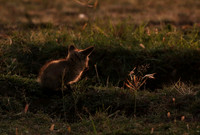 Bat-eared fox cubs - Masaï Mara