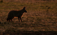Bat-eared fox cubs - Masaï Mara