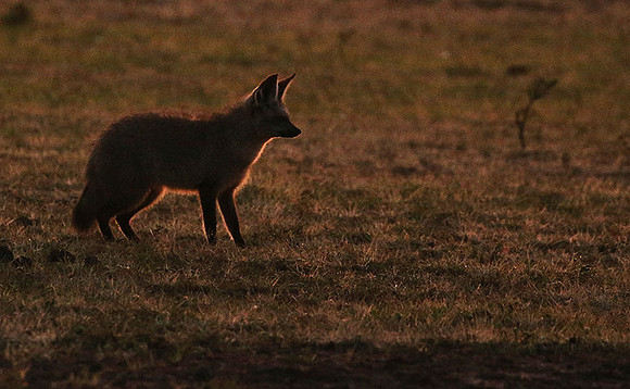 Bat-eared fox cubs - Masaï Mara
