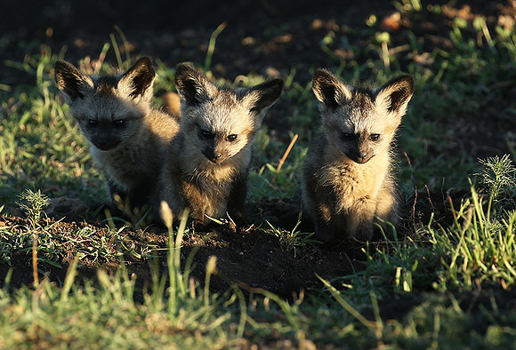 Bat-eared fox cubs - Masaï Mara
