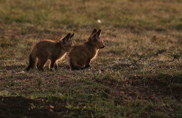 Bat-eared fox cubs - Masaï Mara