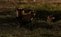 Bat-eared fox cubs - Masaï Mara