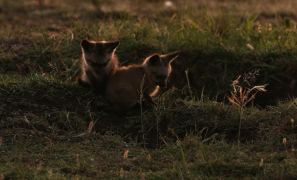 Bat-eared fox cubs - Masaï Mara