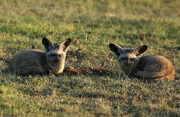Bat-eared fox cubs - Masaï Mara