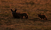 Bat-eared fox cubs - Masaï Mara