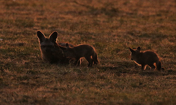 Bat-eared fox cubs - Masaï Mara