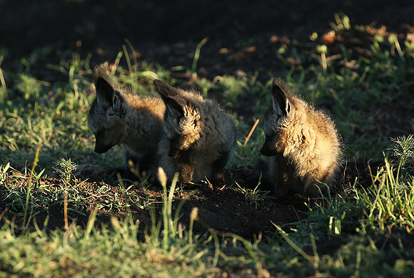Bat-eared fox cubs - Masaï Mara