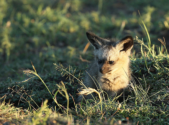 Bat-eared fox cubs - Masaï Mara