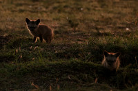 Bat-eared fox cubs - Masaï Mara