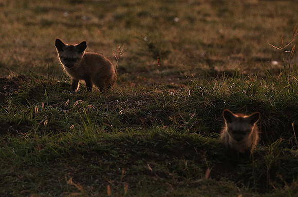 Bat-eared fox cubs - Masaï Mara