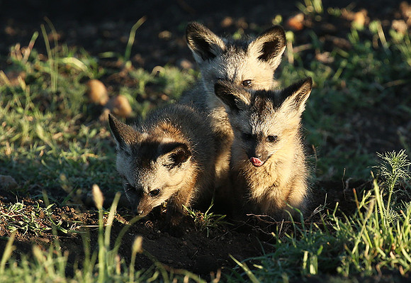 Bat-eared fox cubs - Masaï Mara