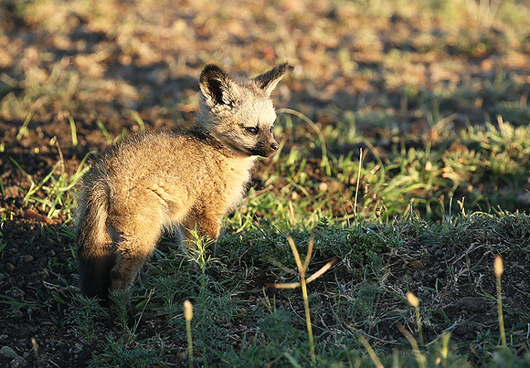 Bat-eared fox cubs - Masaï Mara