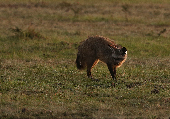 Bat-eared fox cubs - Masaï Mara