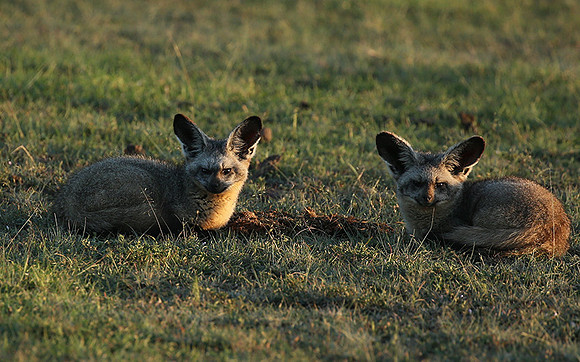 Bat-eared fox cubs - Masaï Mara