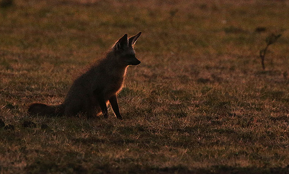 Bat-eared fox cubs - Masaï Mara