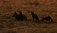 Bat-eared fox cubs - Masaï Mara