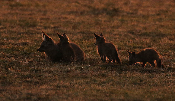 Bat-eared fox cubs - Masaï Mara