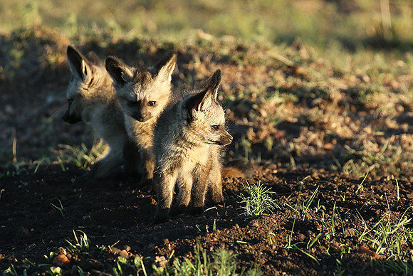 Bat-eared fox cubs - Masaï Mara