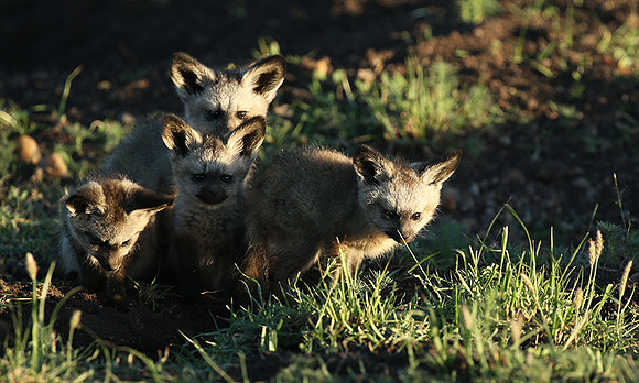 Bat-eared fox cubs - Masaï Mara