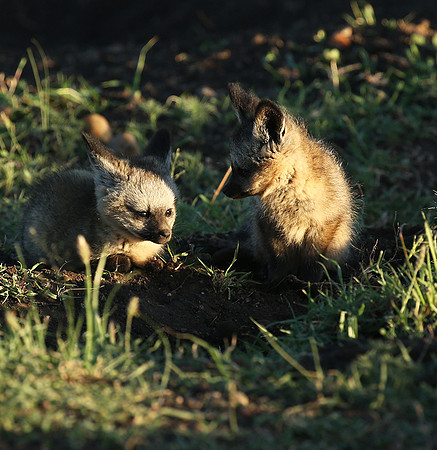 Bat-eared fox cubs - Masaï Mara