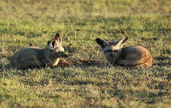 Bat-eared fox cubs - Masaï Mara