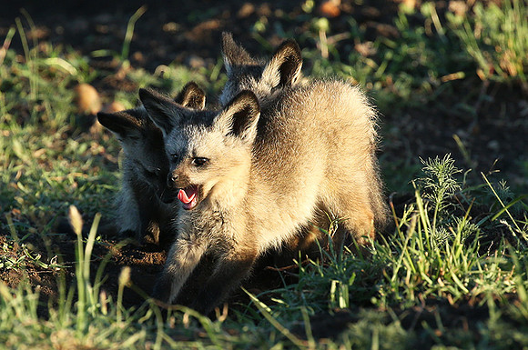 Bat-eared fox cubs - Masaï Mara