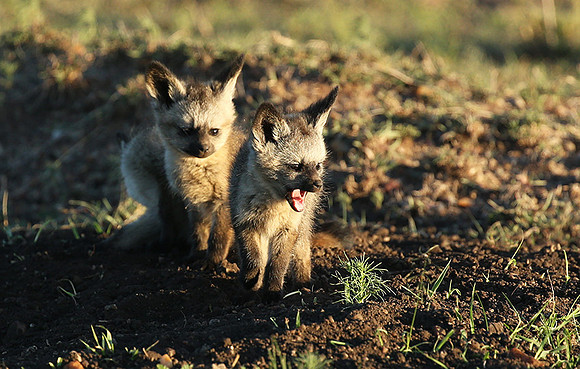 Bat-eared fox cubs - Masaï Mara