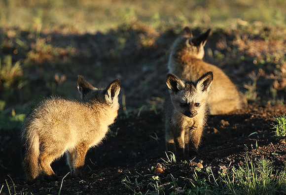 Bat-eared fox cubs - Masaï Mara