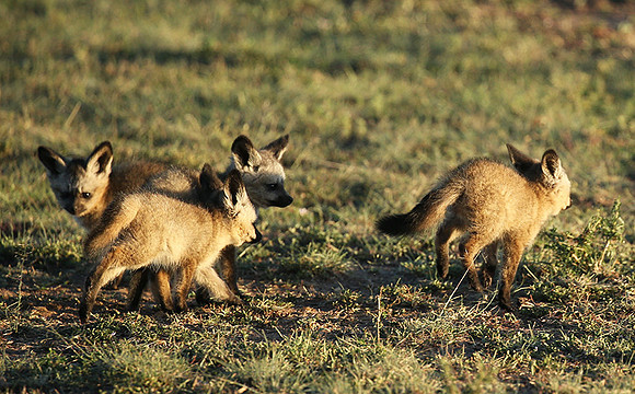 Bat-eared fox cubs - Masaï Mara