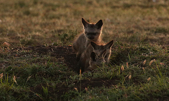 Bat-eared fox cubs - Masaï Mara