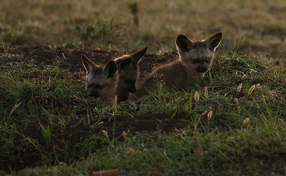 Bat-eared fox cubs - Masaï Mara