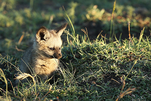 Bat-eared fox cubs - Masaï Mara