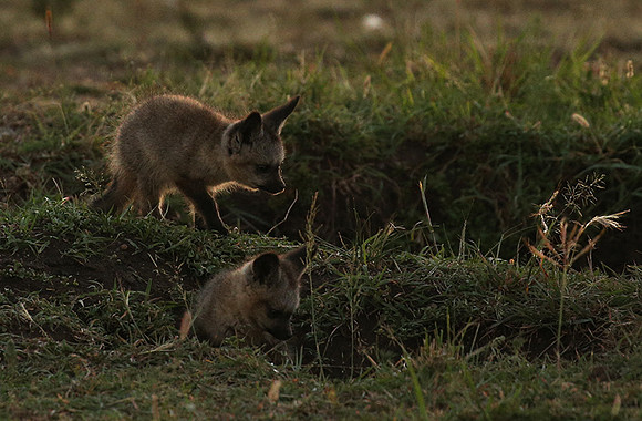 Bat-eared fox cubs - Masaï Mara