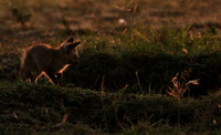 Bat-eared fox cubs - Masaï Mara