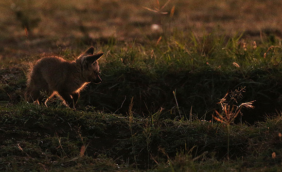 Bat-eared fox cubs - Masaï Mara