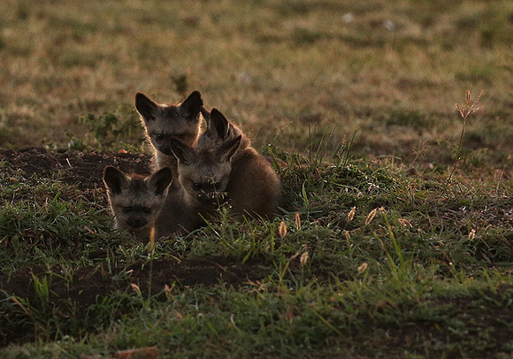 Bat-eared fox cubs - Masaï Mara