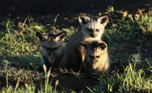 Bat-eared fox cubs - Masaï Mara