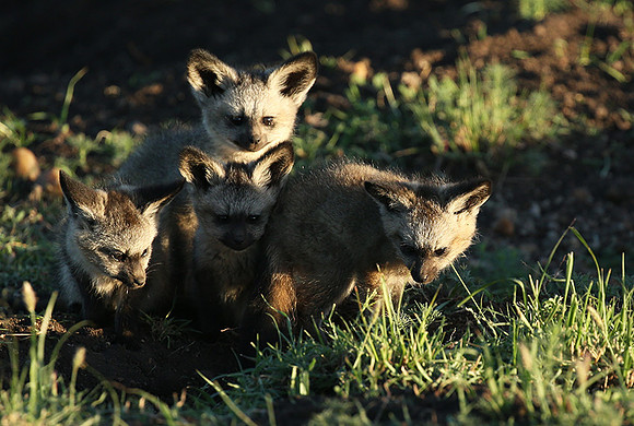 Bat-eared fox cubs - Masaï Mara