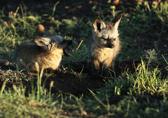 Bat-eared fox cubs - Masaï Mara