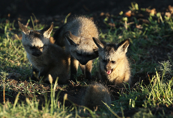 Bat-eared fox cubs - Masaï Mara