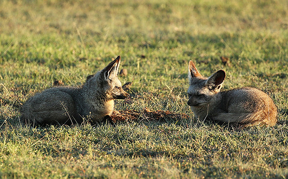 Bat-eared fox cubs - Masaï Mara