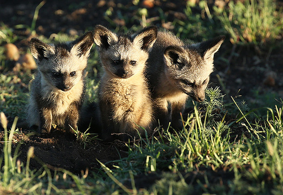 Bat-eared fox cubs - Masaï Mara