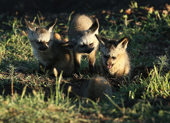 Bat-eared fox cubs - Masaï Mara