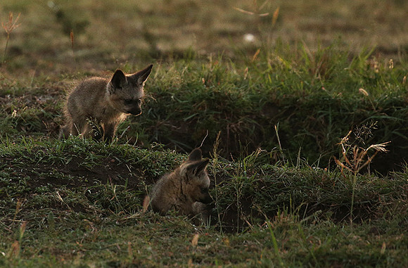 Bat-eared fox cubs - Masaï Mara